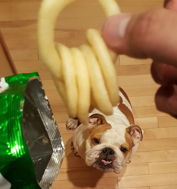 Khi cậu chủ chỉ quan tâm đến sự thú vị thì chú cún này chỉ muốn biết bao giờ mình mới được ăn
