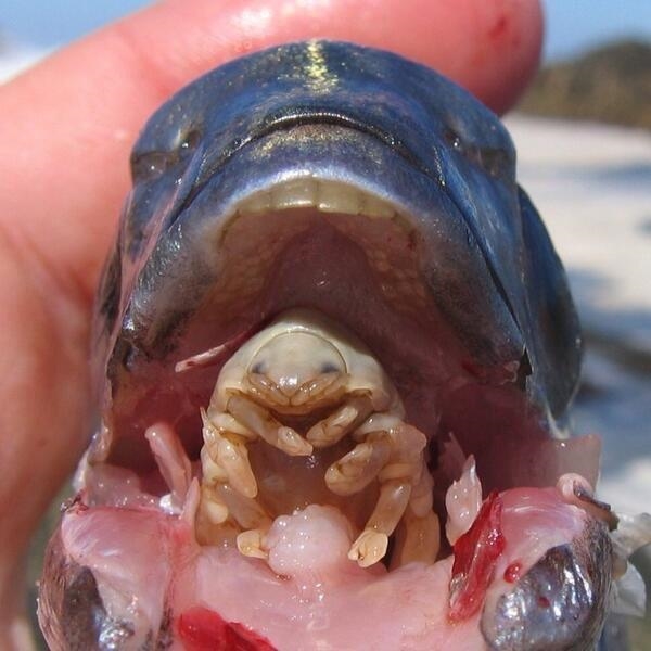 Một con ký sinh trùng chui vào trong miệng một con cá, bám vào lưỡi nó, hút máu và chất nhầy trong đó, rồi trở thành cái lưỡi của con cá đó