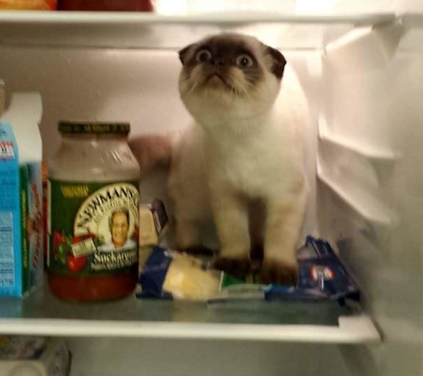 Chú ta luôn cố gắng nhảy vào tủ lạnh khi chủ nhân của chú mở nó ra. Đây là lần đầu tiên chú ta thực hiện nó