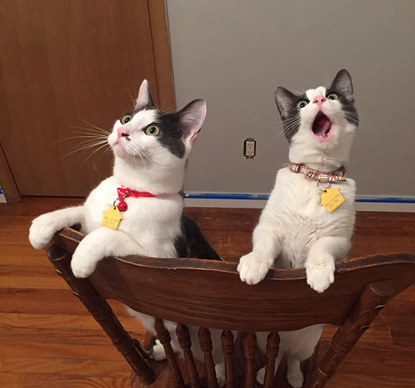 Phản ứng của Kittys lần đầu tiên nhìn thấy một chiếc quạt trần
