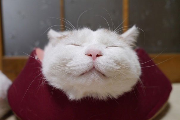 Gặp Shironeko, chú mèo vui vẻ và ngủ ngon nhất từ ​​trước đến nay 2