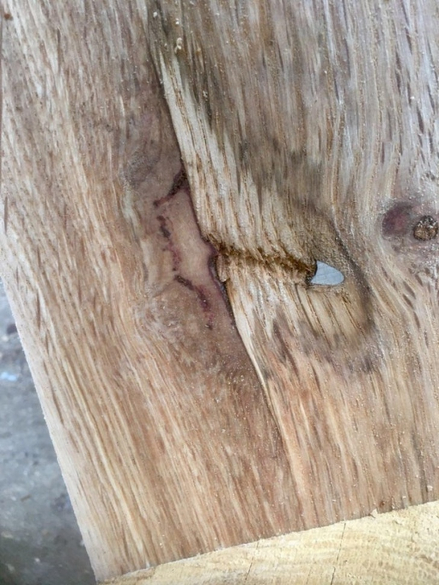   Tôi tìm thấy một viên đạn trên cây  