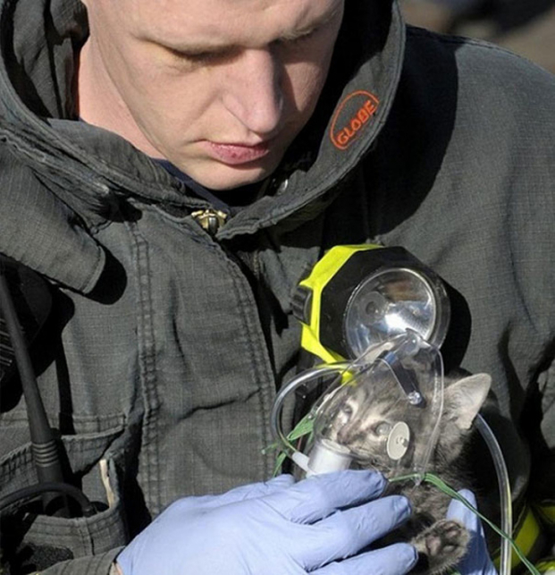   Người lính nhường mặt nạ oxy cho con mèo sau một vụ cháy  