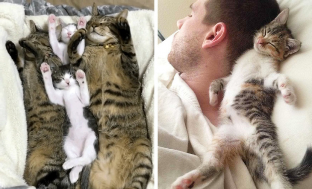 15 sự thật về mèo khiến chúng ta yêu mến chúng hơn nhiều nữa 0