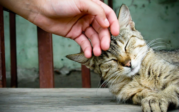 14 sự thật bất ngờ về tâm lý loài mèo khiến Sen vừa ngạc nhiên vừa yêu mến chúng nhiều hơn 0