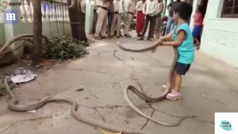 Cậu bé 3 tuổi chơi đùa với đôi rắn khổng lồ, đập lên đập xuống nền bê tông 0