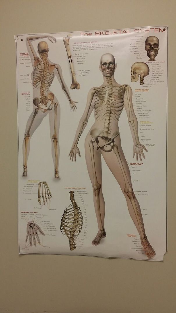   Bức ảnh mô tả hệ xương người  