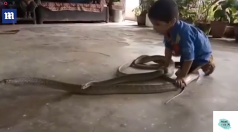 Cậu bé 3 tuổi chơi đùa với đôi rắn khổng lồ, đập lên đập xuống nền bê tông 1