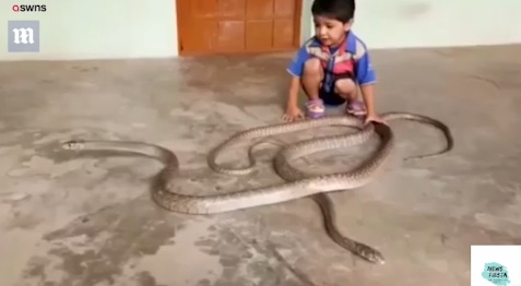 Cậu bé 3 tuổi chơi đùa với đôi rắn khổng lồ, đập lên đập xuống nền bê tông 2