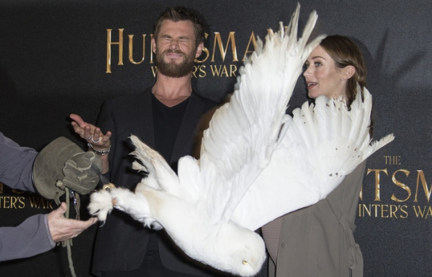   Chris Hemsworth không thể hòa hợp với một con cú tại buổi ra mắt The Huntsman: Winter's War.  