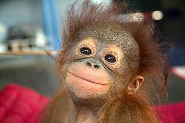   Một em bé khỉ vui tươi  