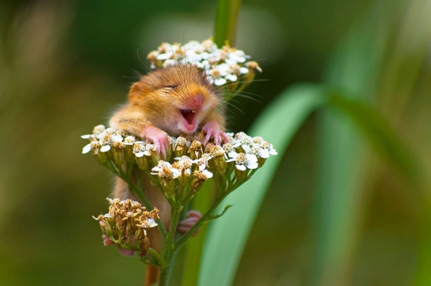   Khi bạn cảm thấy hạnh phúc vì những bông hoa  