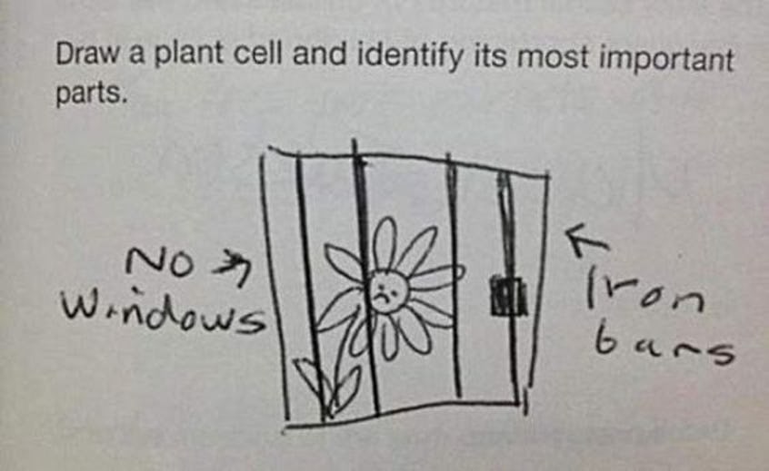 plant-cell_test-answer