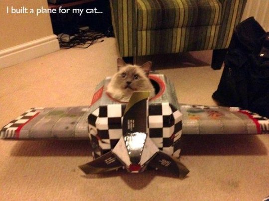'Tôi đã làm một chiếc máy bay cho mèo nhà tôi'