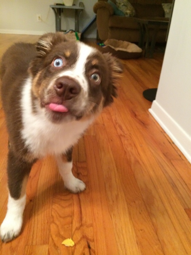 Chú chó lần đầu tiên được nếm vị bơ đậu phộng