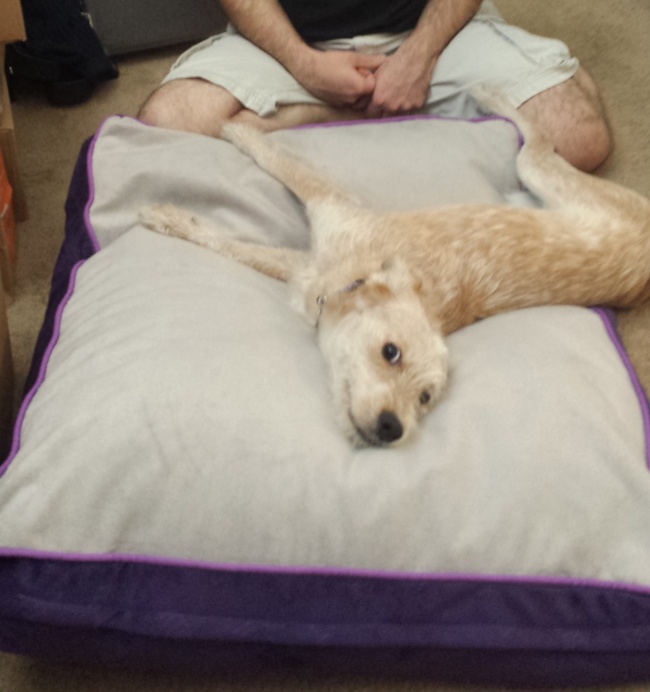Sau khi được nhận nuôi, lần đầu tiên em ấy được nằm trên chiếc giường dành cho chó