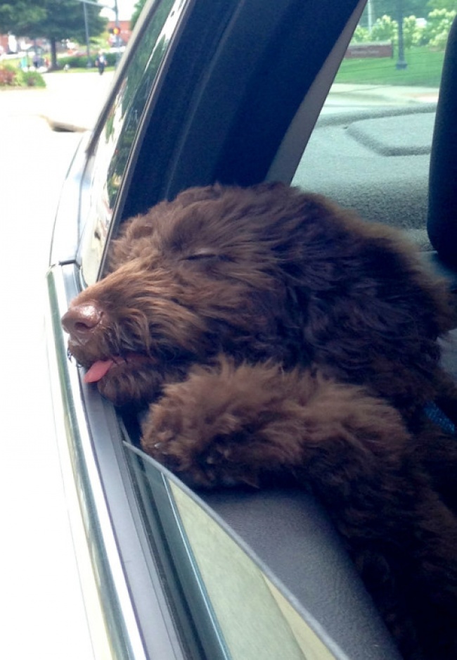 Biểu cảm của chú chó lần đầu thò đầu ra ngoài cửa ô tô đã nói lên tất cả