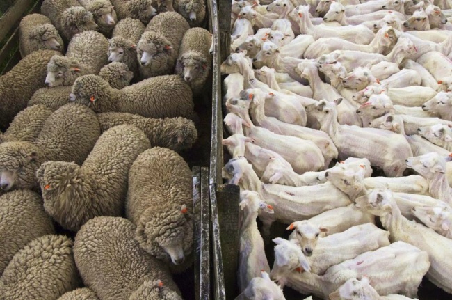 Những chú cừu chưa bị cạo lông và đã bị cạo lông