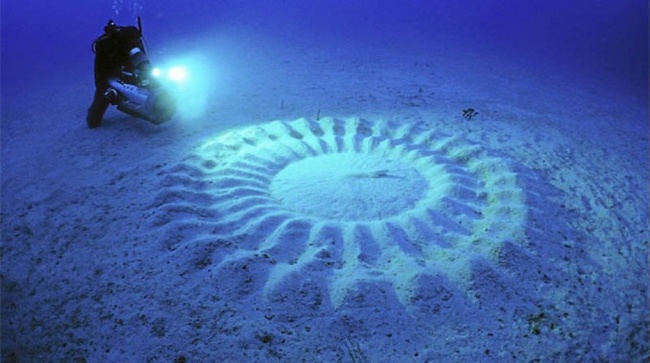 Những vòng tròn kỳ lạ dưới đáy biển do những con cá nóc Nhật Bản (Fugu) hình thành