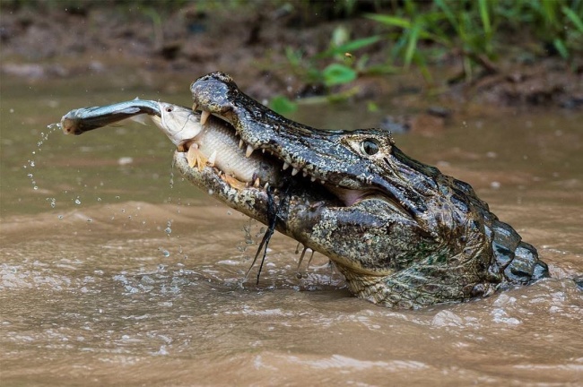 Một con cá sấu đang ăn thịt một con cá lớn, con cá lớn lại đang ăn thịt con cá nhỏ