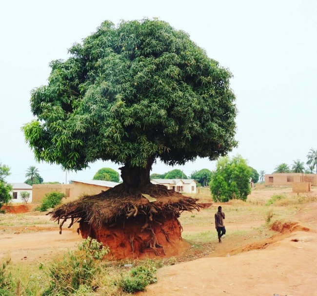 Một cái cây ở Tanzania sừng sững bất kể xói mòn, sạt lở đất