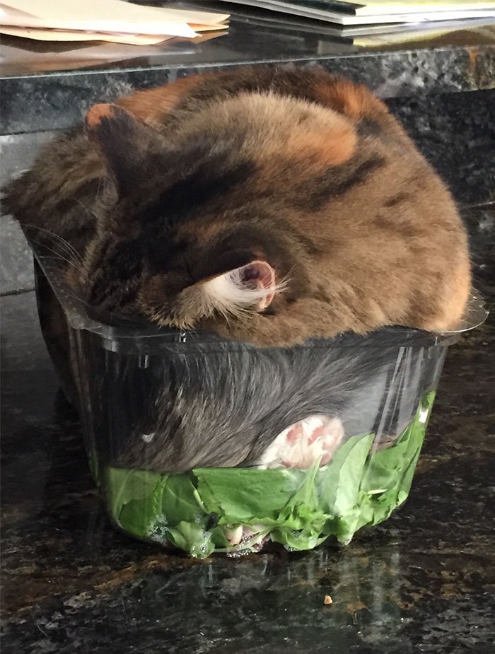 Món salad mèo