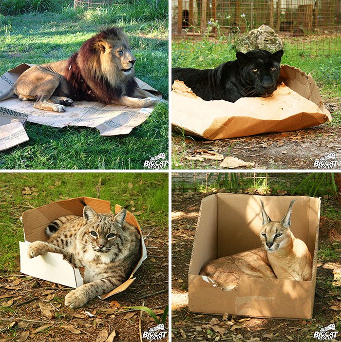 Các bé 'mèo lớn' cũng thích hộp lắm