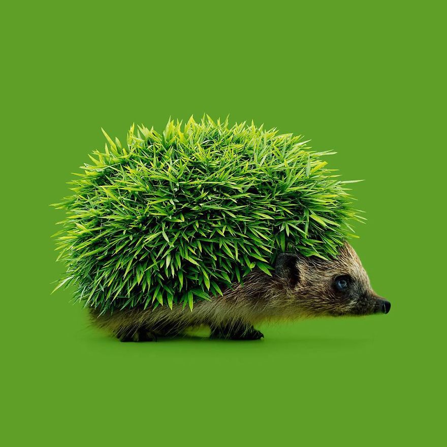 Một chú nhím gai (hedgehog) mang cả một bờ giậu bằng cây nhỏ (hedge) trên mình
