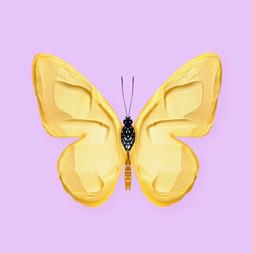 Quả là butterfly (con bướm), đôi cánh bằng bơ (butter)