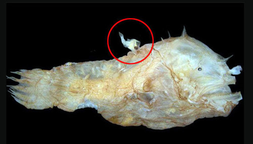 Cá Anglerfish cái lớn gấp khoảng 500.000 lần cá đực