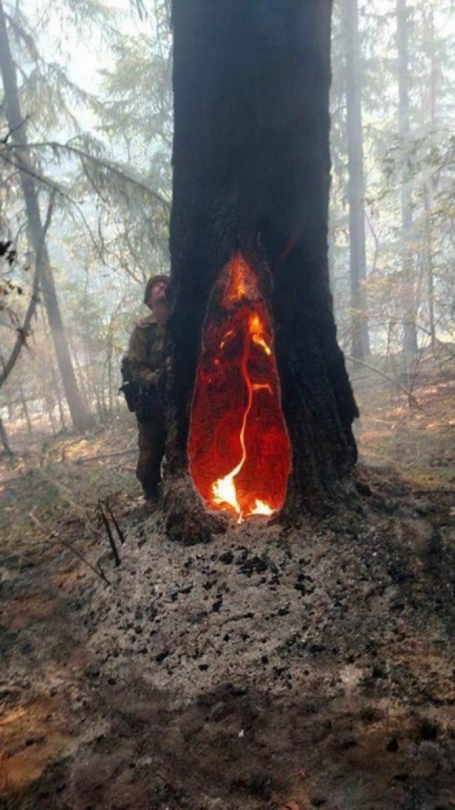 Và cái cây này cũng vậy. Nó bị cháy từ bên trong thân cây suốt 5 ngày