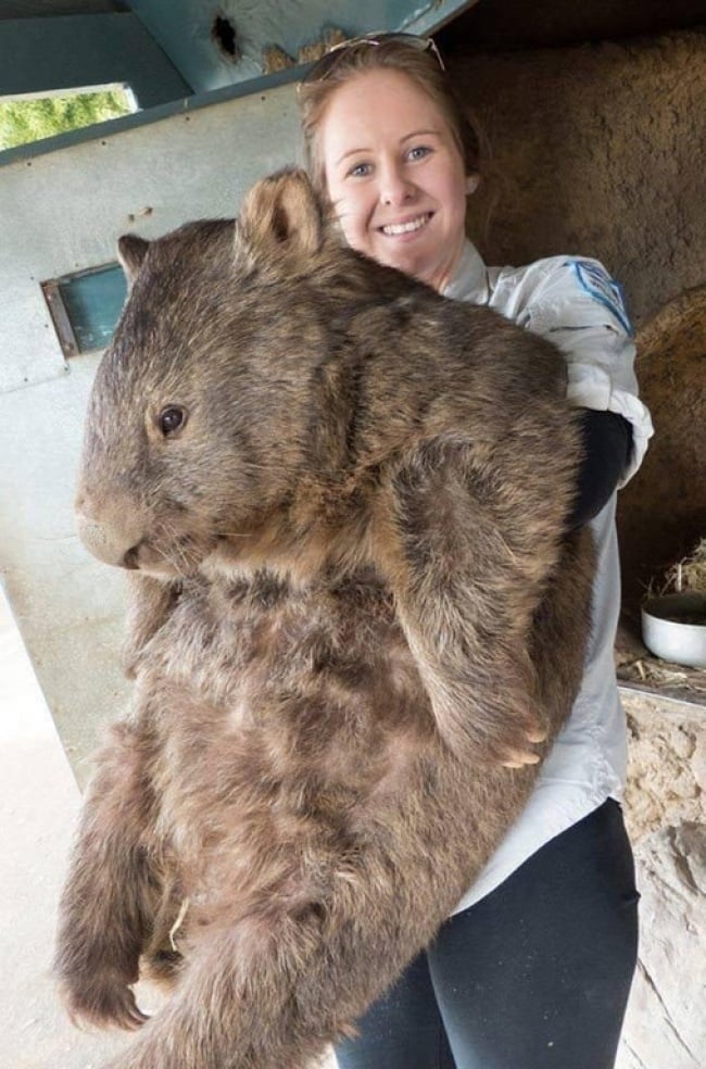 Đây là một chú gấu túi wombat có tên Patrick ở Công viên Động vật hoang dã Ballarat. Chú gấu túi Patrick không chỉ có tuổi đời được xếp vào hàng 'bô lão' (ảnh trên chụp năm 2014, khi đó chú được 29 tuổi) mà còn sở hữu một thân hình to lớn quá khổ. Patrick nặng 38kg, được cho là gấu túi lớn nhất thế giới.