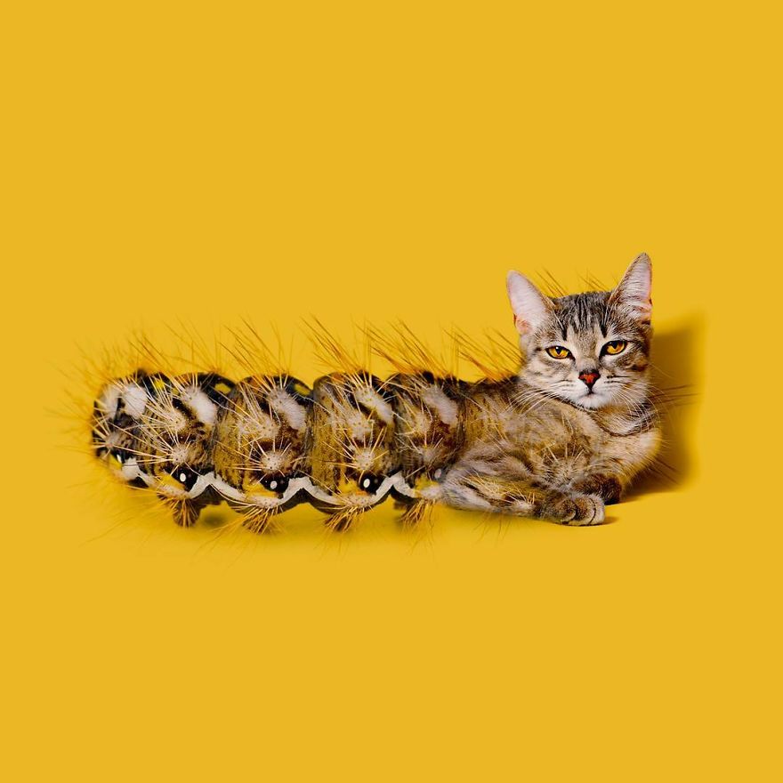 Caterpillar (sâu róm) hay Cat-erpillar (Cat là con mèo)