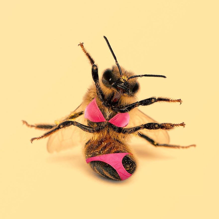 Con ong (bee) mặc bikini, tức là bee-kini?