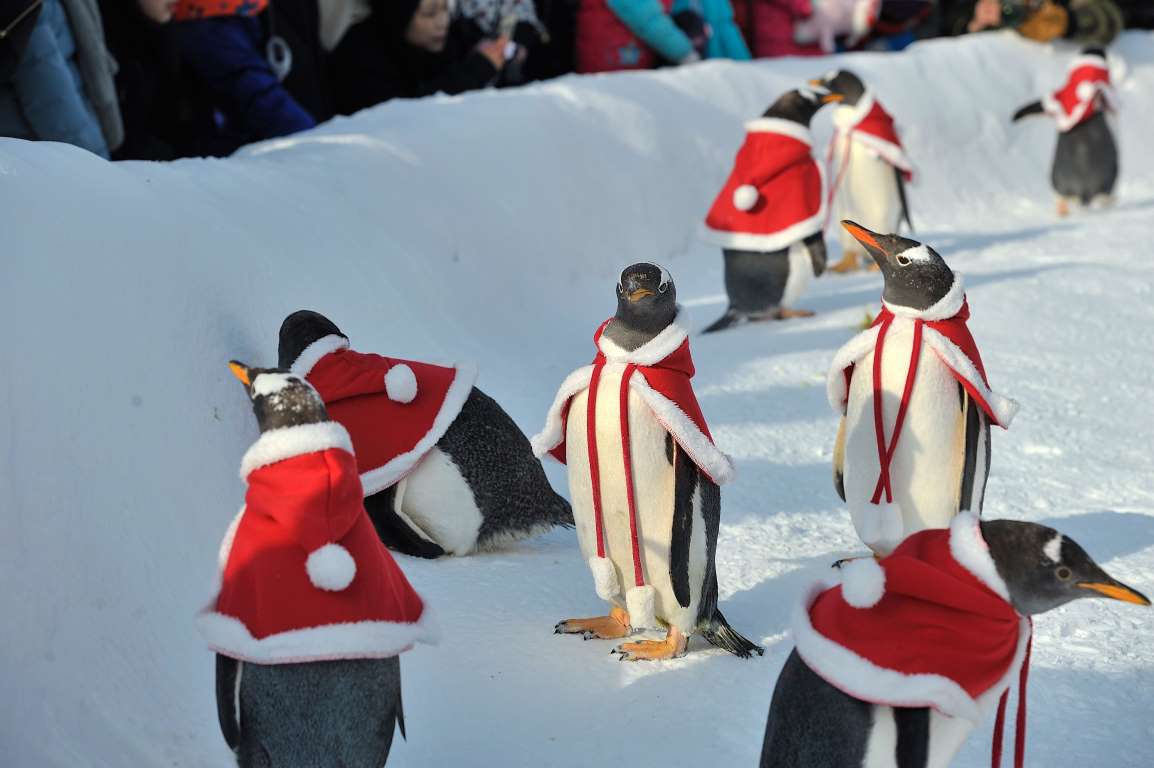 Cáp Nhĩ Tân, Trung Quốc: Những chú chim cánh cụt trong trang phục của Ông già Noel
