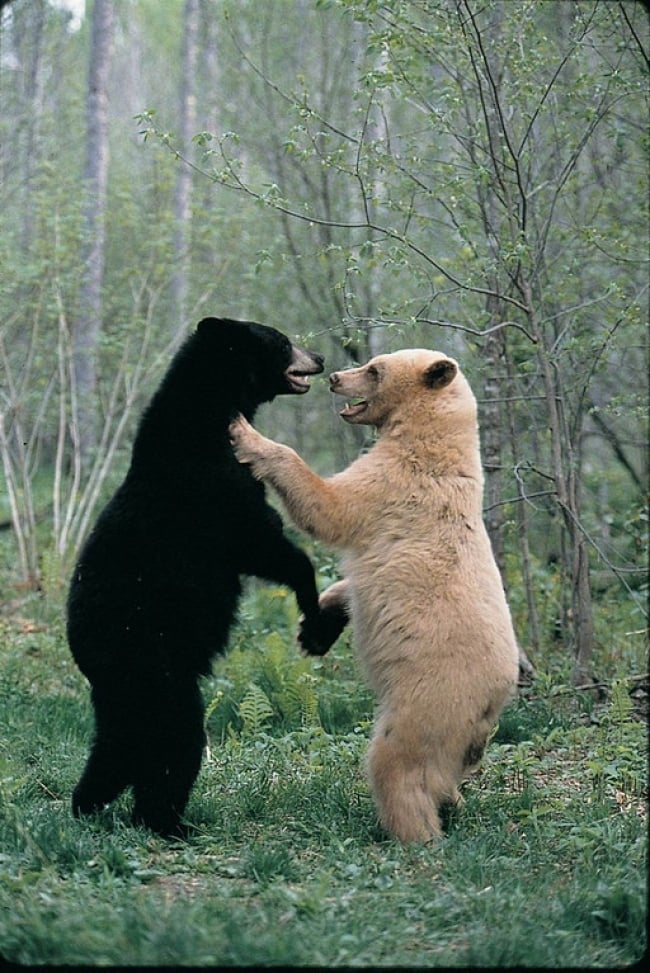 Vũ điệu của gấu