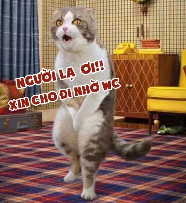 Hình ảnh meme chó mèo hài hước, cute, bựa..