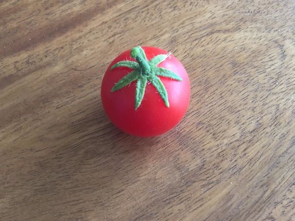 Quả cà chua tròn xoe