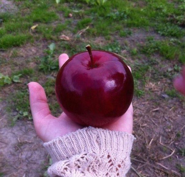 Một trái táo đẹp như được Photoshop