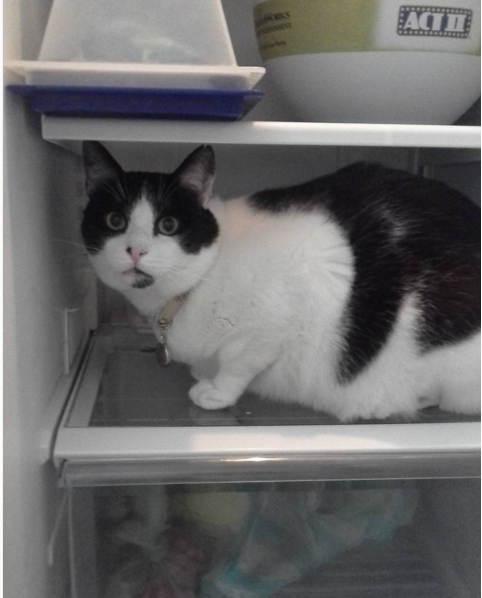 Sen mới mở tủ lạnh vài giây đã bị boss 