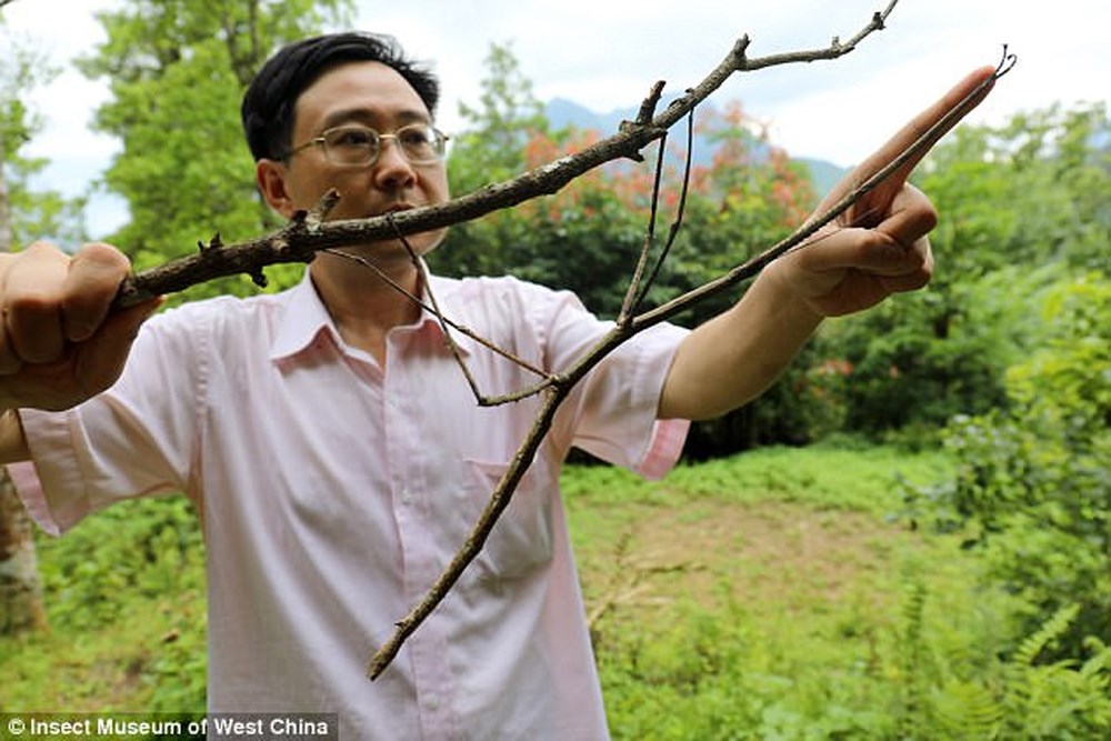 Nhà côn trùng học Zhao Li và con bọ que khủng