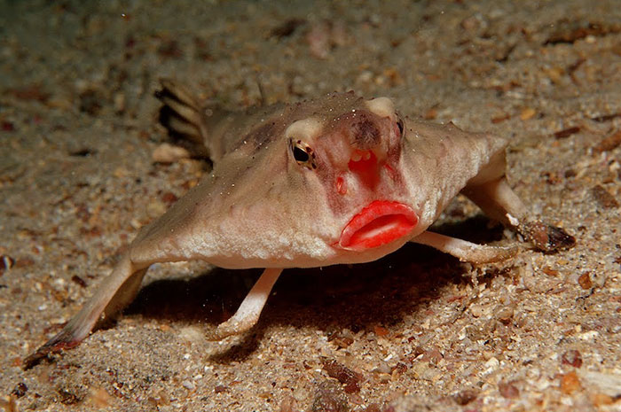 Cá dơi môi đỏ (Red-lipped batfish)