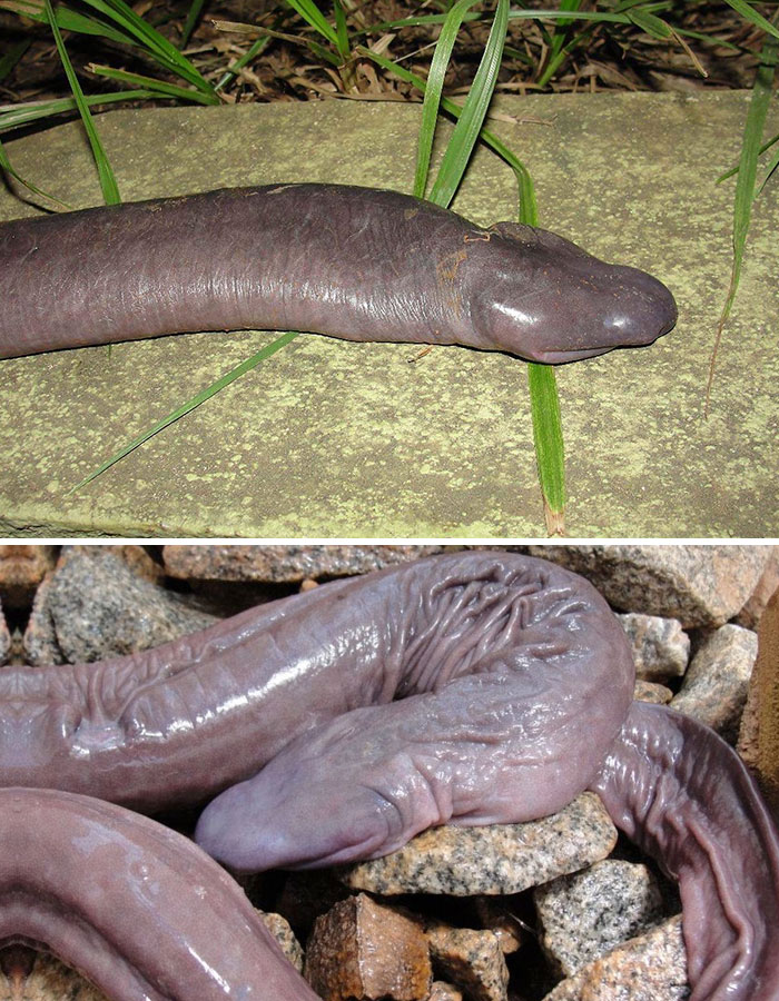 Rắn dương vật (Penis snake)