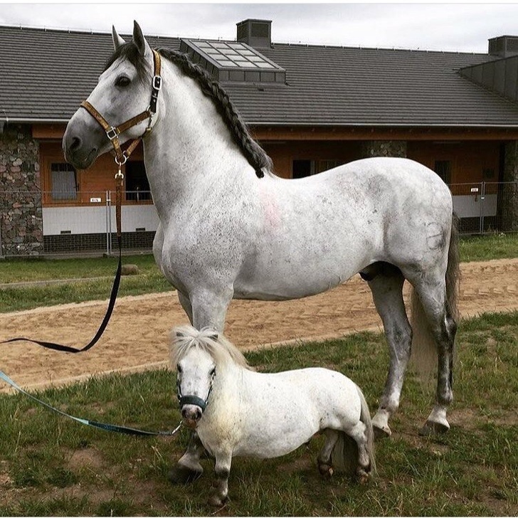 Sự chênh lệch đến kinh ngạc giữa một chú ngựa bình thường và ngựa pony