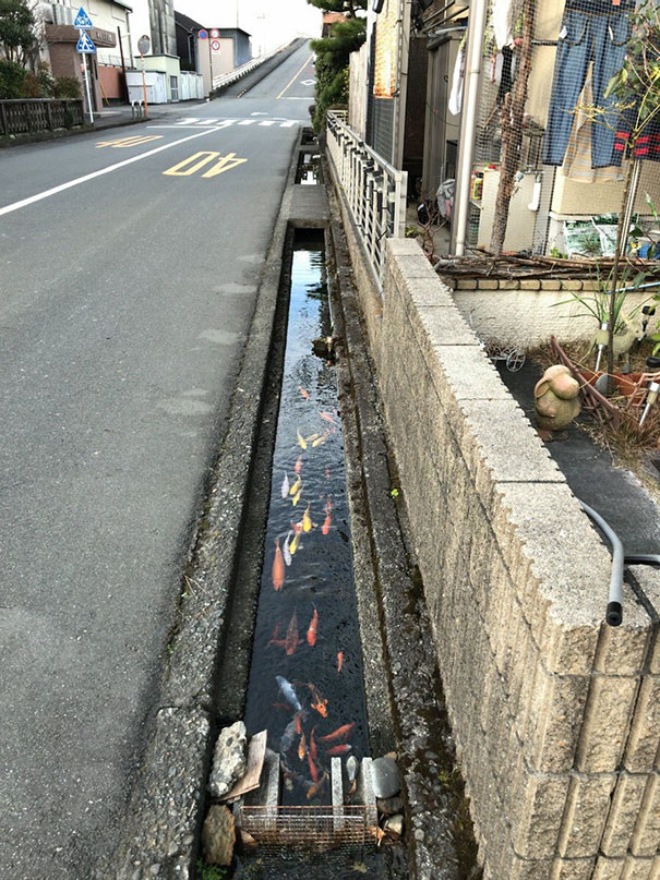 Một rãnh nước bên đường với đàn cá chép Koi đầy màu sắc đang tung tăng bơi lội ở Shizuoka, Nhật Bản