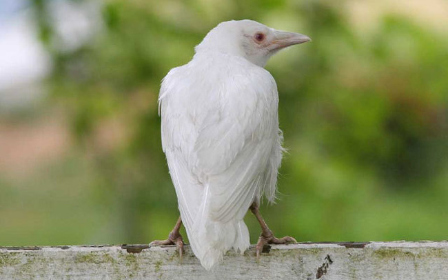 Chú quạ bị bạch tạng là con vật vô cùng quý hiếm trên thế giới hiện sống trong khu vườn thuộc biệt thự Aberglasney ở Carmarthenshire, South Wales (Anh)