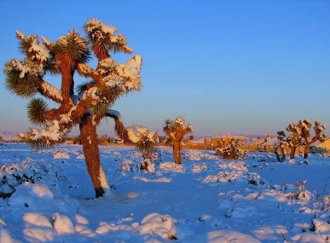 Hoang mạc Mojave là một hoang mạc có nhiệt độ khắc nghiệt và bốn mùa rõ rệt. Những tháng mùa đông nhiệt độ xuống dưới -7 °C tại nền các thung lũng, và dưới -18 °C tại các nơi cao hơn