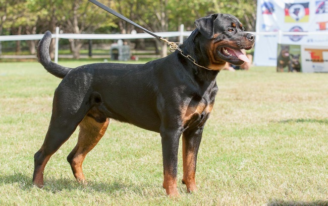 Thực ra những chú chó  Rottweiler khi sinh ra luôn có đuôi dài, nhưng người ta luôn cắt đuôi của nó vì quan niệm thẩm mỹ hoặc để bảo vệ khỏi những kẻ trộm chó, do cắt đuôi sẽ khó bị tóm hơn và bớt vướng víu