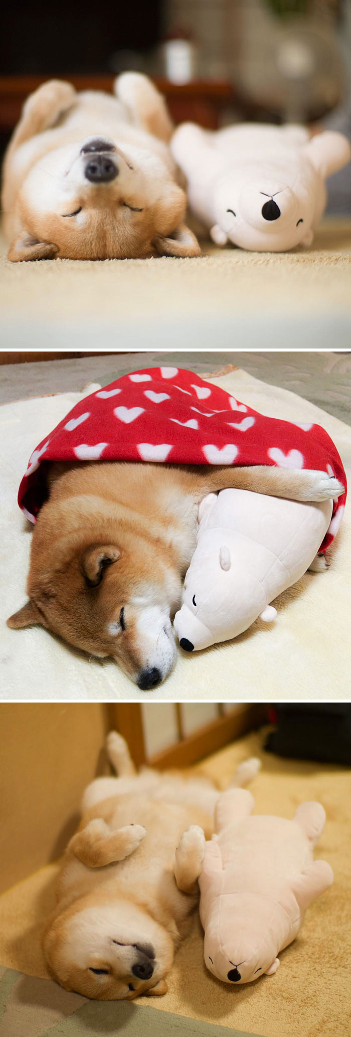 Chú chó Shiba Inu tên Maru cực thích ngủ với gấu bông đồ chơi của mình