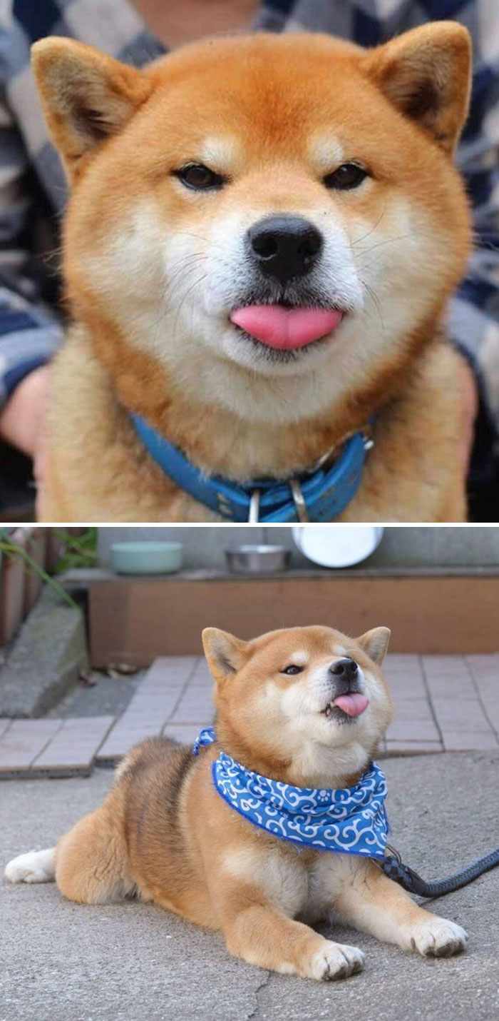 Ryuji - chú chó Shiba Inu đắt nhất thế giới đến từ Nhật Bản